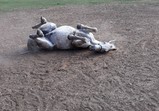Koně v adoptivních domovech - září