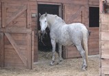 Koně v adoptivních domovech - září