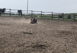 Koně v adoptivních domovech - září
