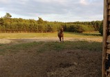 Koně v adoptivních domovech - září