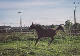 Koně v adoptivních domovech - září
