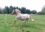 Koně v adoptivních domovech - září