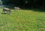 Koně v adoptivních domovech - září