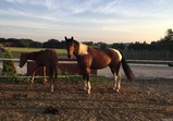 Koně v adoptivních domovech - září
