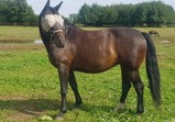 Koně v adoptivních domovech - září