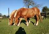 Koně v adoptivních domovech - září