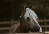 Koně v adoptivních domovech - září