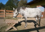 Koně v adoptivních domovech - září