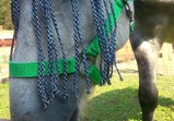 Koně v adoptivních domovech - září