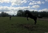 Koně v adoptivních domovech - září