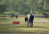 Koně v adoptivních domovech - září