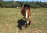 Koně v adoptivních domovech - září