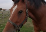 Koně v adoptivních domovech - září