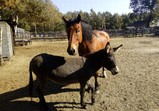 Koně v adoptivních domovech - září