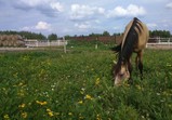 Koně v adoptivních domovech - září