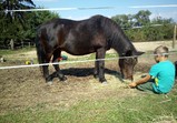 Koně v adoptivních domovech - září