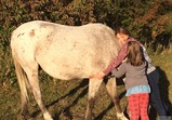 Koně v adoptivních domovech - září