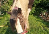 Koně v adoptivních domovech - září
