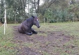 Koně v adoptivních domovech - září