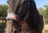Koně v adoptivních domovech - září