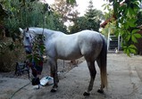 Koně v adoptivních domovech - září