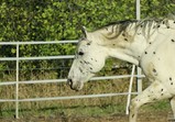 Říjen 2018 - Szczedrzykowice