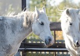 Říjen 2018 - Szczedrzykowice