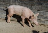 Říjen 2018 - Szczedrzykowice