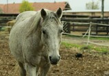 Říjen 2018 - Szczedrzykowice