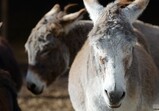Říjen 2018 - Szczedrzykowice