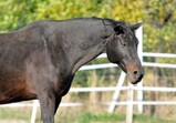 Říjen 2018 - Szczedrzykowice