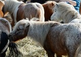 Říjen 2018 - Szczedrzykowice