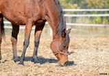 Říjen 2018 - Szczedrzykowice