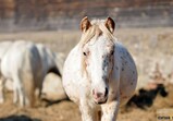 Říjen 2018 - Szczedrzykowice