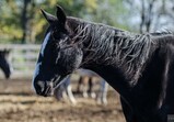 Říjen 2018 - Szczedrzykowice