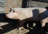 Říjen 2018 - Szczedrzykowice