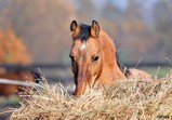 Listopad 2018 ve Szczedrzykowicích