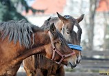 Listopad 2018 ve Szczedrzykowicích