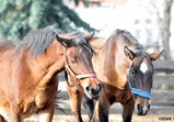Listopad 2018 ve Szczedrzykowicích