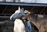 Listopad 2018 ve Szczedrzykowicích