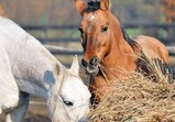 Listopad 2018 ve Szczedrzykowicích