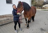 Koně v adoptivních domovech - listopad 2018