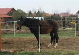 Koně v adoptivních domovech - listopad 2018