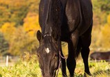 Koně v adoptivních domovech - listopad 2018