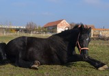 Koně v adoptivních domovech - listopad 2018