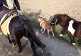 Koně v adoptivních domovech - listopad 2018