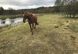 Listopad 2018 v adoptivních domovech