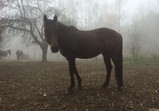 Listopad 2018 v adoptivních domovech
