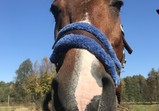 Listopad 2018 v adoptivních domovech