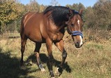 Listopad 2018 v adoptivních domovech